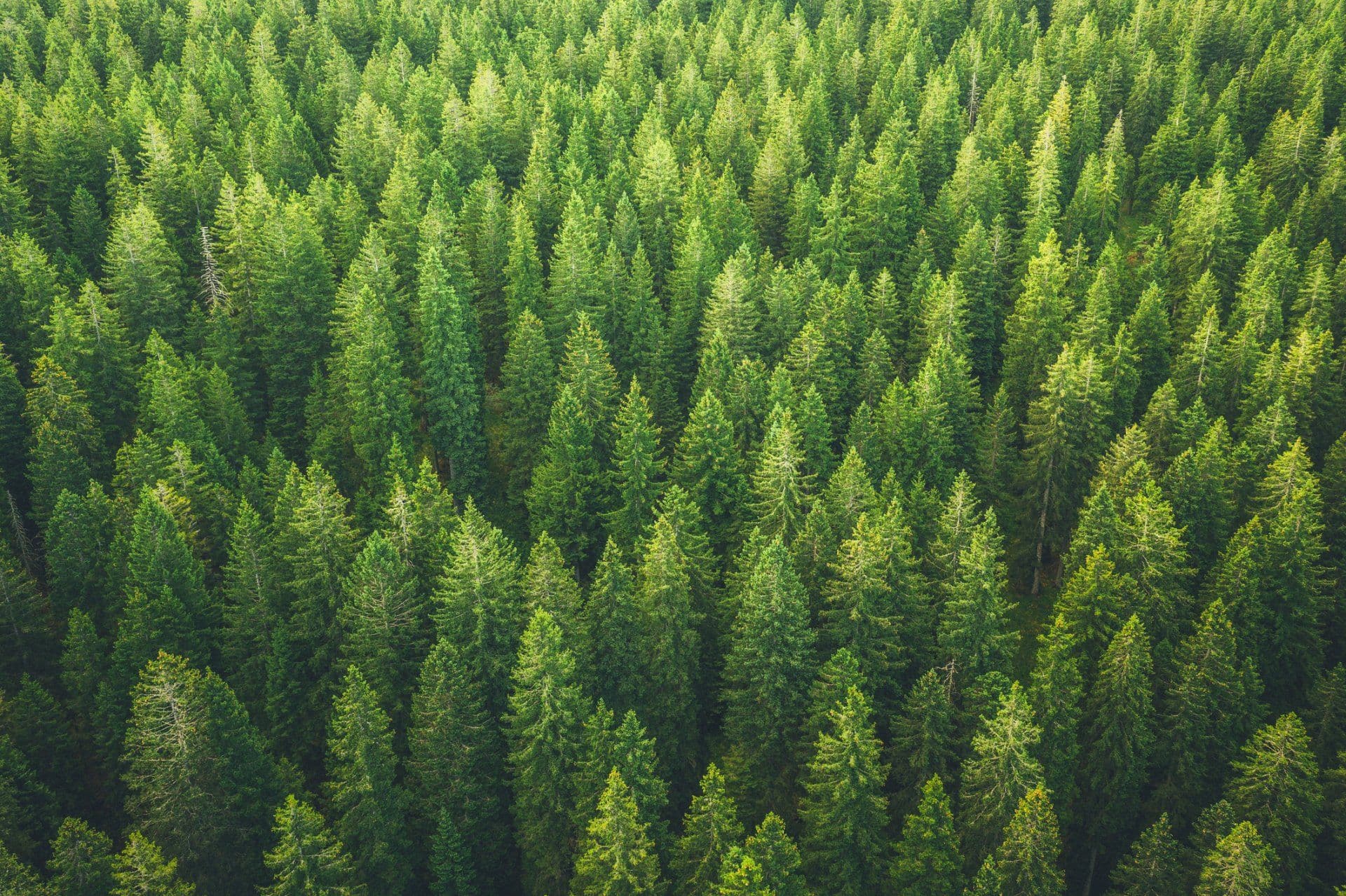 Klimaschutz-Investitionsprämie